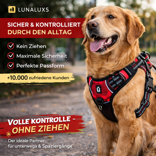 Komfortabler Hundegeschirr Leder Set für Hunde