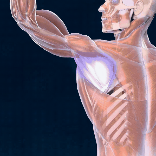 Starker Schulter-Stabilisator